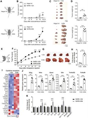 Novel Paired Cell Lines for the Study of Lipid Metabolism and Cancer Stemness of Hepatocellular Carcinoma